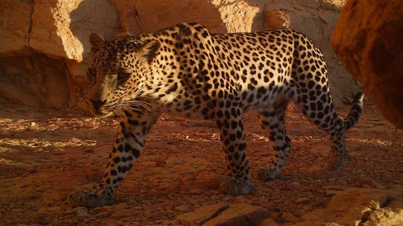 220113150641-oman-arabian-leopards-1